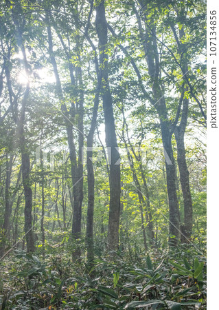 Beech forest (Mt. Daisen) Beech forest (Mt. Daisen) 107134856