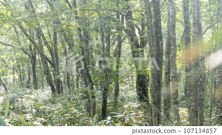 Beech forest (Mt. Daisen) Beech forest (Mt. Daisen) 107134857
