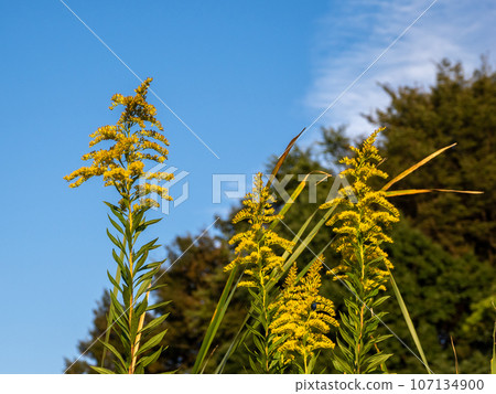 Goldenrod in the blue sky Goldenrod in the blue sky 107134900