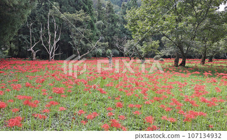 A cluster amaryllis of Yoshiga A cluster amaryllis of Yoshiga 107134932