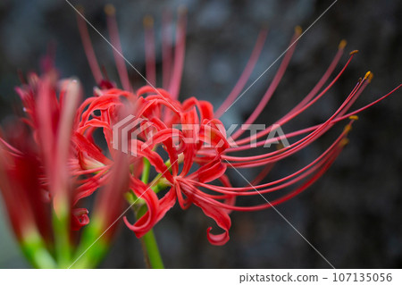 紅簇孤挺花正值盛花期 107135056