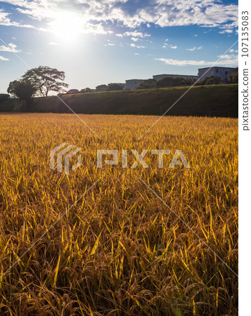 Golden rice ear Golden rice ear 107135083