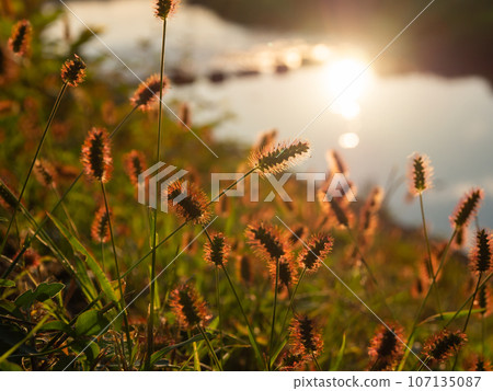 Nekojarashi shining in the backlight Nekojarashi shining in the backlight 107135087