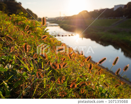 Nekojarashi shining in the backlight Nekojarashi shining in the backlight 107135088