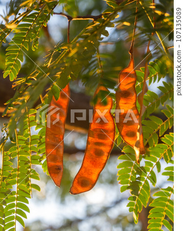 Autumn locust pods Autumn locust pods 107135089