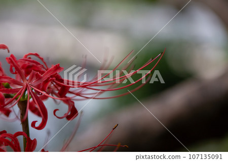 Red cluster amaryllis at its peak bloom 107135091