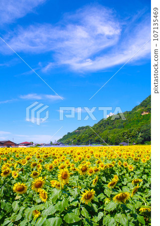Asakura City Haki Sunflower Garden 001 107135469