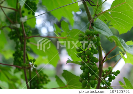 藍色葡萄果實 藍色葡萄果實 107135791