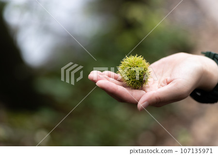 pick up chestnuts pick up chestnuts 107135971