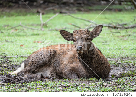 奈良公園泥浴中的雄鹿 107136242
