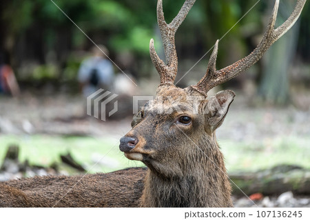 奈良公園的鹿 107136245