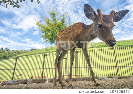 A young buck at the foot of Mt. Wakakusa A young buck at the foot of Mt. Wakakusa 107136273