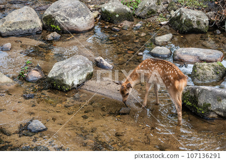 Deer soaking in the stream Nara Park Deer soaking in the stream Nara Park 107136291
