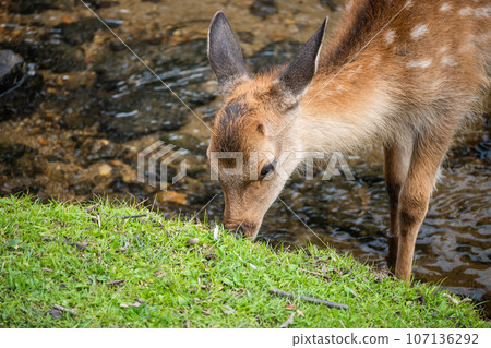 奈良公園,鹿在水邊吃草 奈良公園,鹿在水邊吃草 107136292