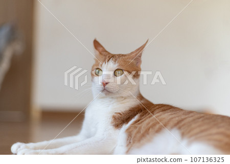 Relaxing cat tea tabby white 107136325