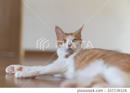 Relaxing cat tea tabby white 107136326