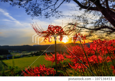 Cluster amaryllis illuminated by the setting sun Cluster amaryllis illuminated by the setting sun 107136453