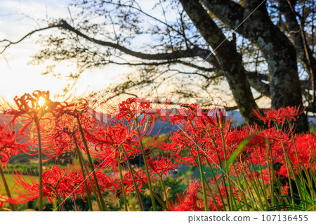 Cluster amaryllis illuminated by the setting sun 107136455