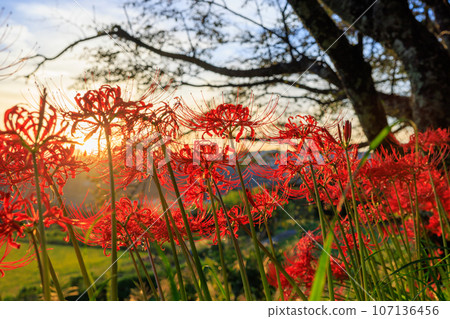 Cluster amaryllis illuminated by the setting sun Cluster amaryllis illuminated by the setting sun 107136456