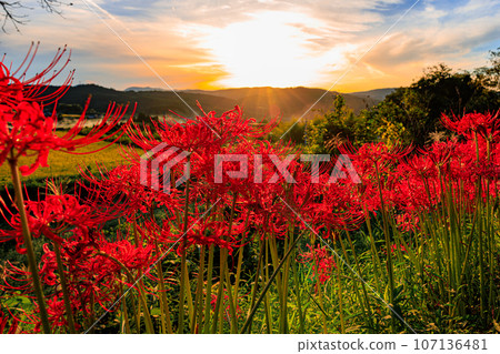 被落日照亮的群集孤挺花 107136481