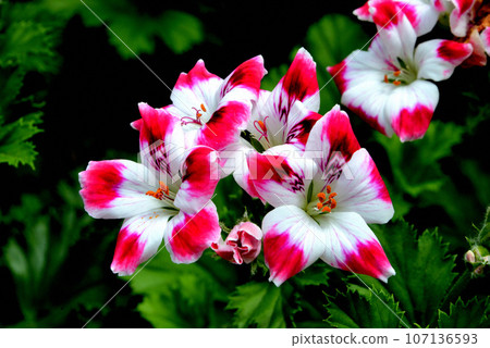 Regal Belargonium Lovely Tango Regal Belargonium Lovely Tango 107136593