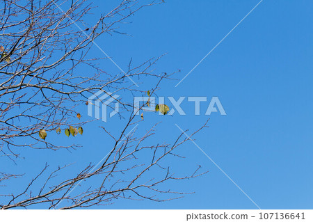 scenery 107136641