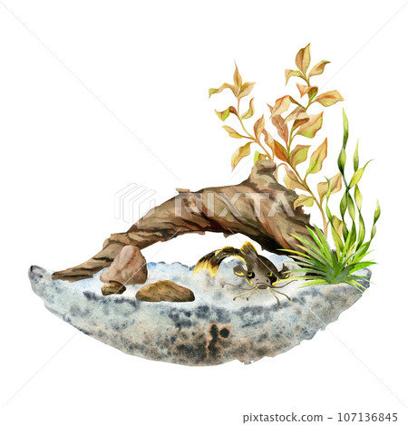 Hand drawn watercolor aquarium catfish, algae, bog wood and substrate. Marine exotic underwater illustration. Isolated on white background. Design for shops, brochure, print, card, wall art, textile. Hand drawn watercolor aquarium catfish, algae, bog wood and substrate. Marine exotic underwater illustration. Isolated on white background. Design for shops, brochure, print, card, wall art, textile. 107136845