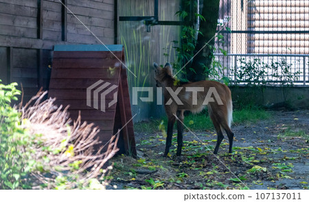 A maned wolf in the aviary of the Moscow Zoo on a summer day. A maned wolf in the aviary of the Moscow Zoo on a summer day. 107137011