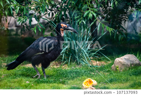 Kaffir (southern) horned raven in the aviary of the Moscow Zoo on a summer day. 107137093