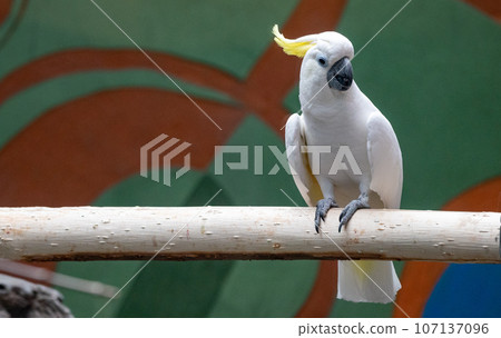 A large yellow-crested cockatoo in the aviary of the Moscow Zoo A large yellow-crested cockatoo in the aviary of the Moscow Zoo 107137096