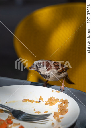 A sparrow at a white plate with half-eaten rice in a street cafe. A sparrow at a white plate with half-eaten rice in a street cafe. 107137098