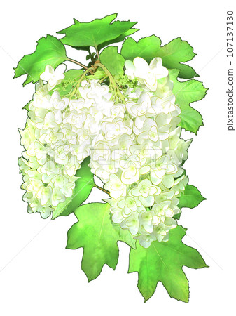 Kashiwaba hydrangea Kashiwaba hydrangea 107137130
