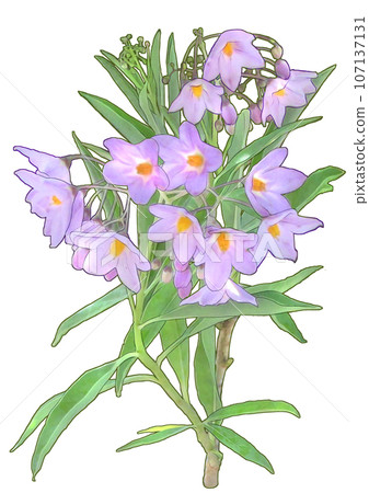 Ruriyanagi 107137131