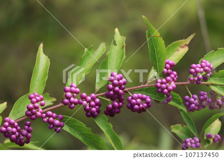 Murasaki Shikibu 107137450