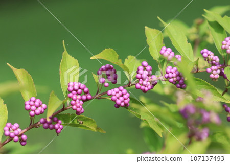 Murasaki Shikibu Murasaki Shikibu 107137493