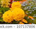 yellow flowers bloomed 107137806