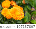 Yellow chrysanthemum 107137807