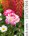 Carnation  107137808