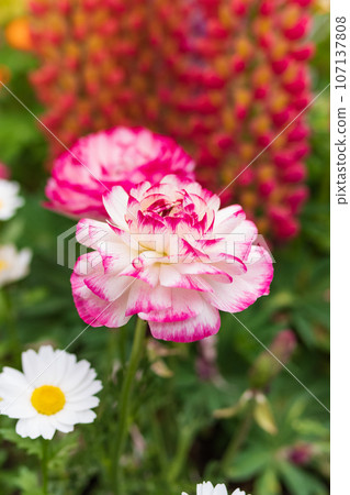 Carnation Carnation 107137808
