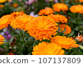 Orange blossom 107137809