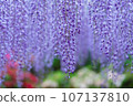 Wisteria flowers 107137810