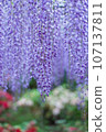  Wisteria flowers 107137811
