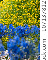 yellow and blue flowers 107137812