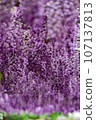 Yaji Wisteria flower 107137813