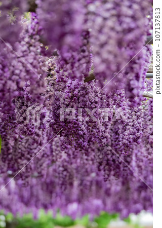 Yaji Wisteria flower 107137813