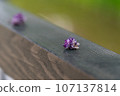 Fallen Yae wisteria flowers 107137814