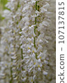 Shirahana's flower 107137815