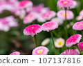 Pink daisy flowers blooming in the spring flower bed 107137816