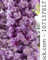 Yaji Wisteria flower 107137817