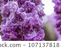 Yaji Wisteria flower 107137818